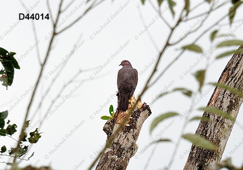 Plumbeous Pigeon (Patagioenas plumbea)